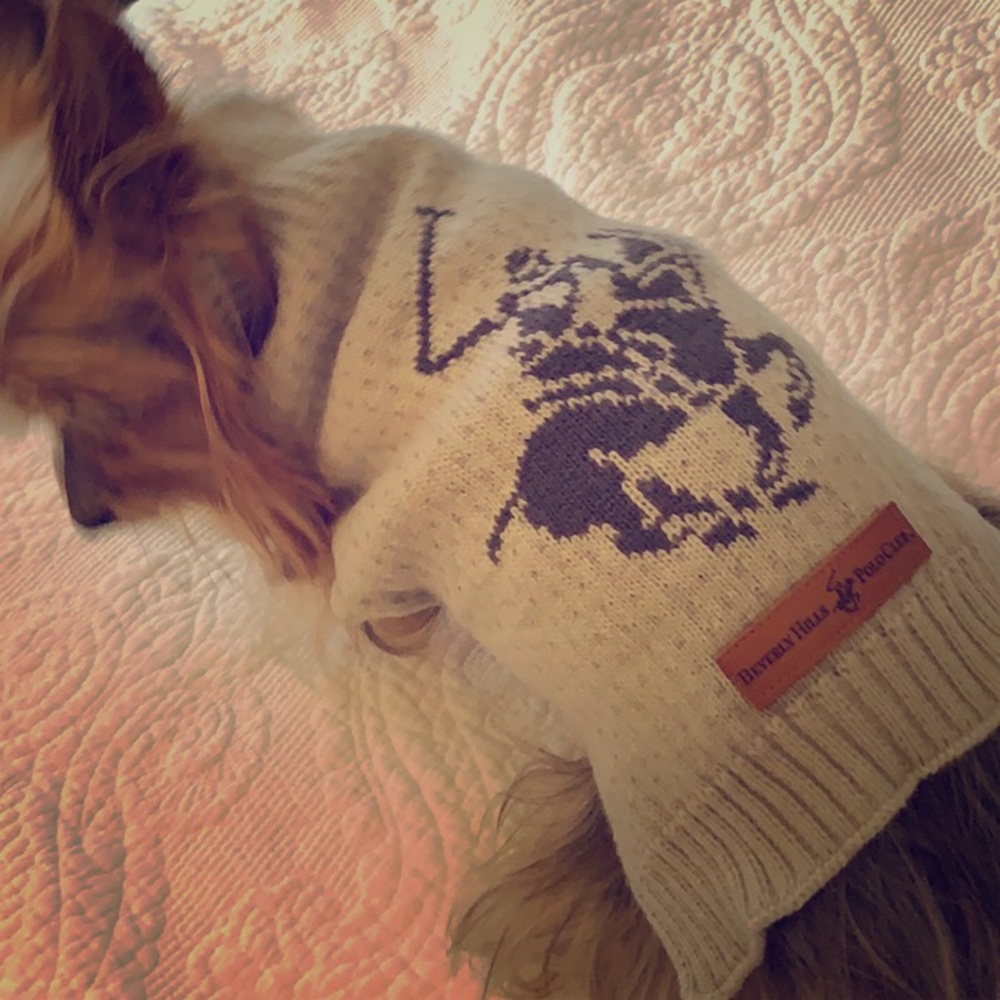 Dog sweater, small, Beverly Hills Polo Club